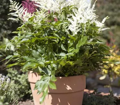 Astilbe x arendsii Astilbe x arendsii