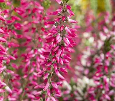 Calluna 'Beauty Ladies'® Calluna 'Beauty Ladies'®