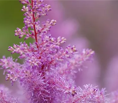 Astilbe x arendsii, rosa Astilbe x arendsii, rosa