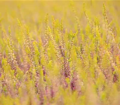 Calluna vulgaris Gardengirls® Calluna vulgaris Gardengirls®