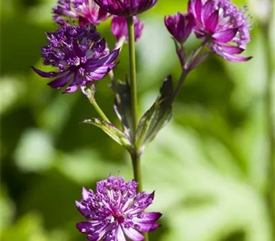 Astrantia major Astrantia major