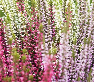 Calluna vulgaris Trio-Girls® Calluna vulgaris Trio-Girls®
