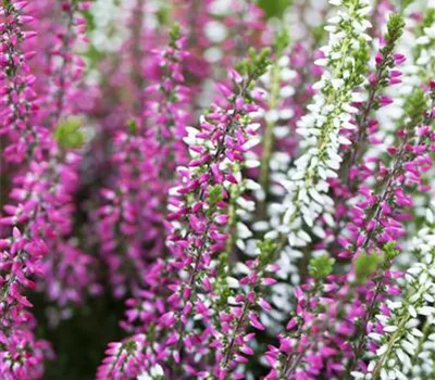 Calluna vulgaris Twingirls® Calluna vulgaris Twingirls®