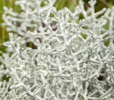 Calocephalus brownii Calocephalus brownii