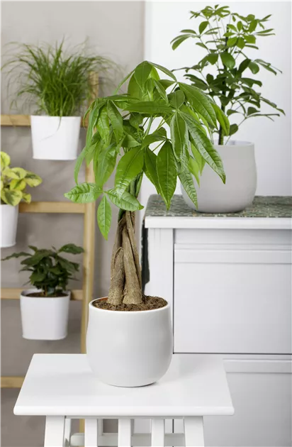 Pachira aquatica
