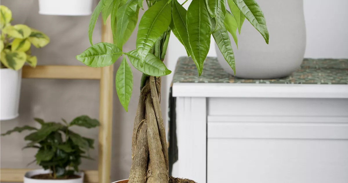 Pachira aquatica