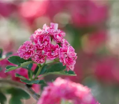 Crataegus laevigata 'Paul´s Scarlet' Crataegus laevigata 'Paul´s Scarlet'
