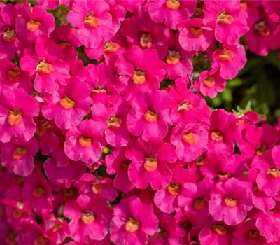 Beetpflanzen Beetpflanzen