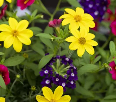 Beetpflanzen 'Trixi'® Beetpflanzen 'Trixi'®