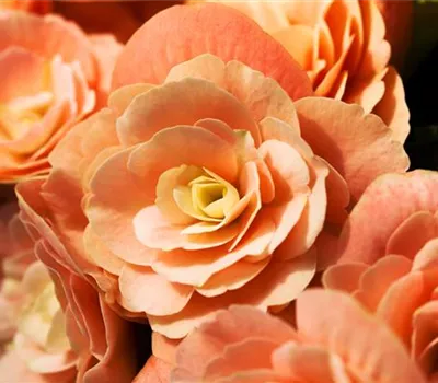 Begonia elatior Begonia elatior