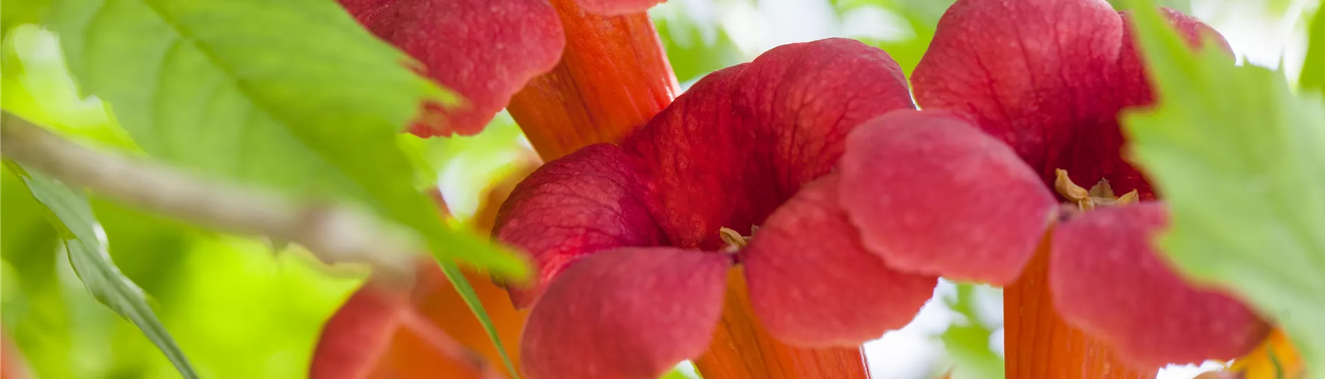 Campsis radicans Campsis radicans