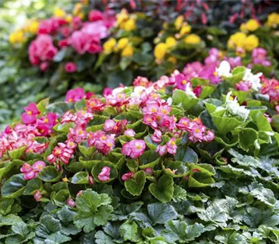 Begonia semperflorens Begonia semperflorens