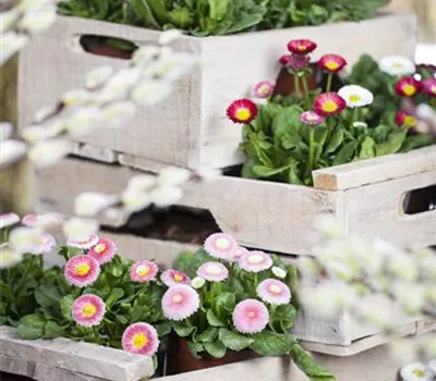 Bellis perennis Bellis perennis