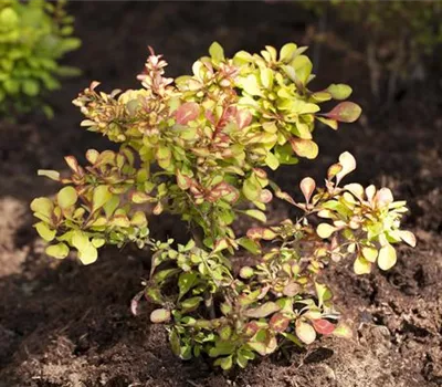Berberis thunbergii Berberis thunbergii