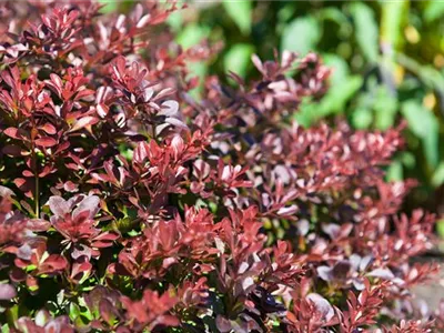 Das Multitalent Berberitze pflanzen und pflegen