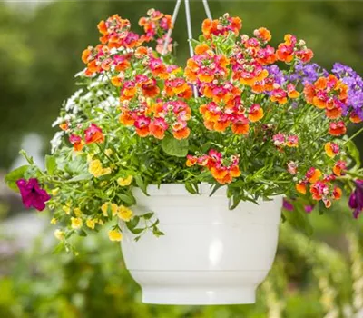 Ampelpflanzen Ampelpflanzen