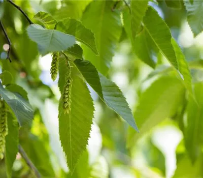Carpinus betulus Carpinus betulus