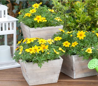 Bidens ferulifolia Bidens ferulifolia