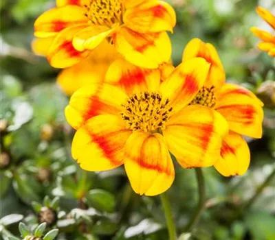 Bidens ferulifolia 'BeeDance'® Bidens ferulifolia 'BeeDance'®