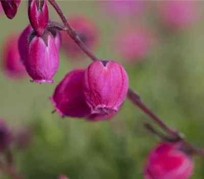 Daboecia cantabrica Daboecia cantabrica