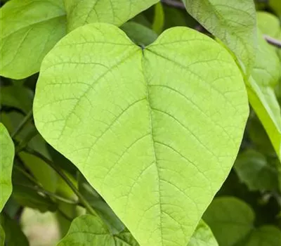 Catalpa bignonioides 'Nana' Catalpa bignonioides 'Nana'