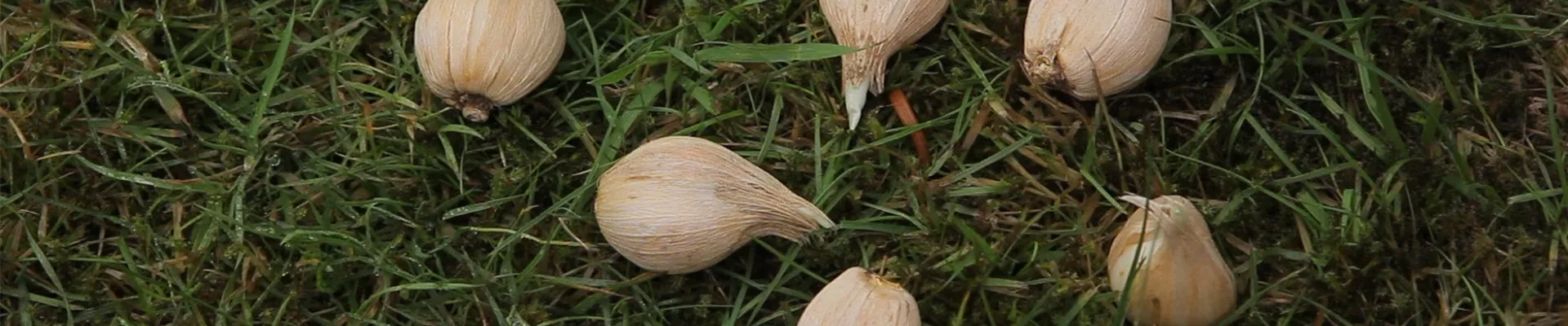 Netzblatt-Schwertlilie - Blumenzwiebeln einpflanzen (thumbnail) Netzblatt-Schwertlilie - Blumenzwiebeln einpflanzen (thumbnail)