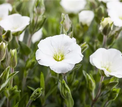 Arenaria montana Arenaria montana