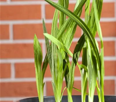 Freesia Freesia