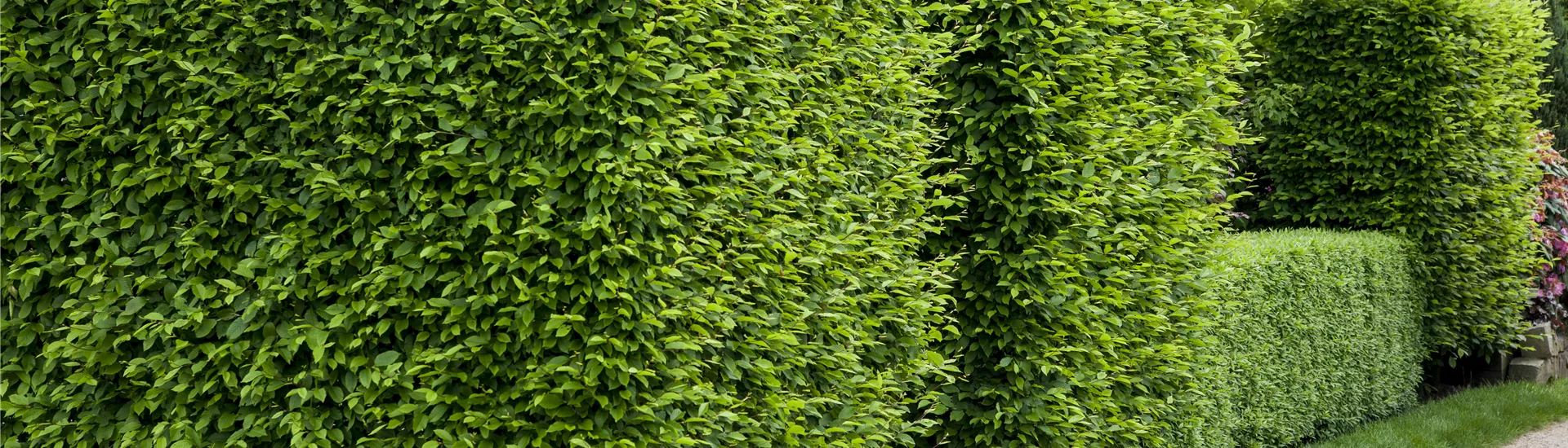 Carpinus betulus Carpinus betulus