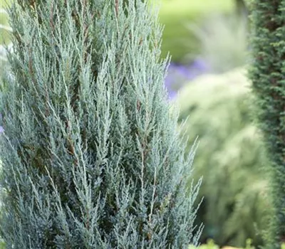 Juniperus virginiana 'Blue Arrow' Juniperus virginiana 'Blue Arrow'