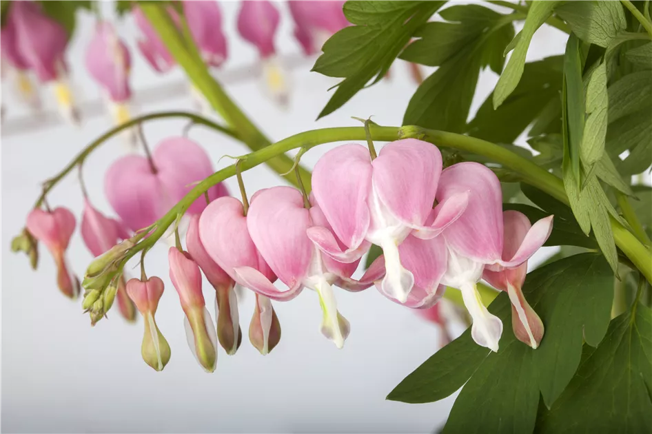 feigenbaum dngen ab wann Feigenbaum Dnger von Flora Boost fr gesunde Obstbume