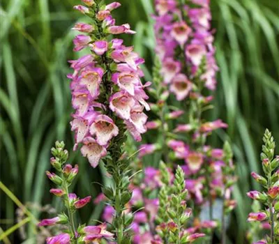 Digitalis purpurea Digitalis purpurea