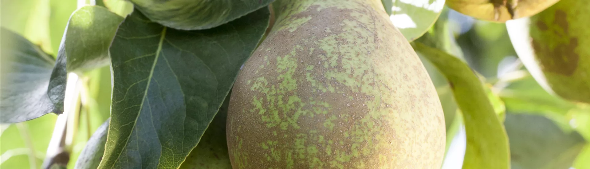 Pyrus communis 'Conference' Pyrus communis 'Conference'