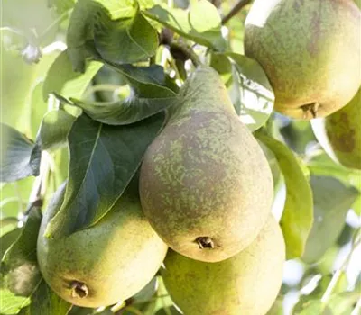 Pyrus communis 'Conference' Pyrus communis 'Conference'