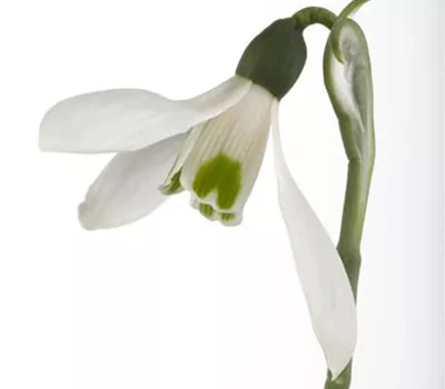 Galanthus nivalis Galanthus nivalis