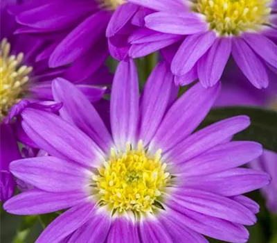 Aster novi-belgii Aster novi-belgii