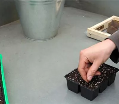 Zwergastern - Aussäen von Samen Zwergastern - Aussäen von Samen