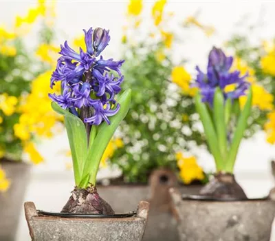 Hyacinthus orientalis Hyacinthus orientalis