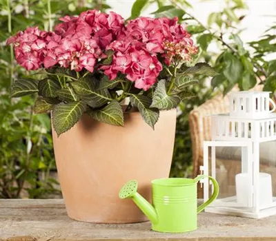 Hydrangea 'Black Diamonds'® Hydrangea 'Black Diamonds'®
