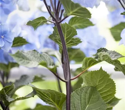 Hydrangea 'Black Steel'® Hydrangea 'Black Steel'®