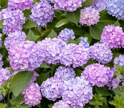 Hydrangea 'Endless Summer'® Hydrangea 'Endless Summer'®