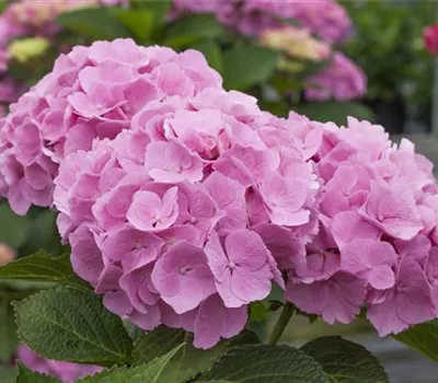 Hydrangea 'Forever & Ever'® Hydrangea 'Forever & Ever'®