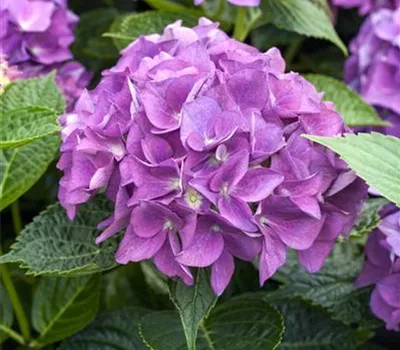 Hydrangea 'Hovaria'® Hydrangea 'Hovaria'®
