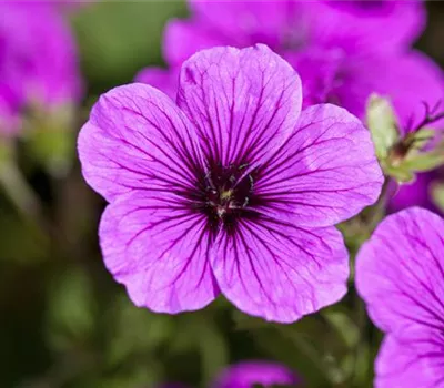 Geranium sanguineum Geranium sanguineum