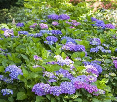 Hydrangea macrophylla Hydrangea macrophylla
