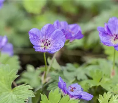 Geranium wallichianum 'Rozanne'® Geranium wallichianum 'Rozanne'®