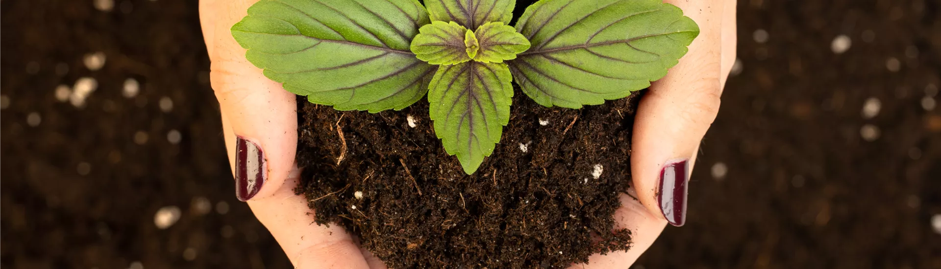 Anzucht- und Kräutererde Anzucht- und Kräutererde