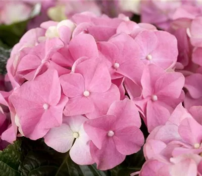 Hydrangea macrophylla, rosa Hydrangea macrophylla, rosa