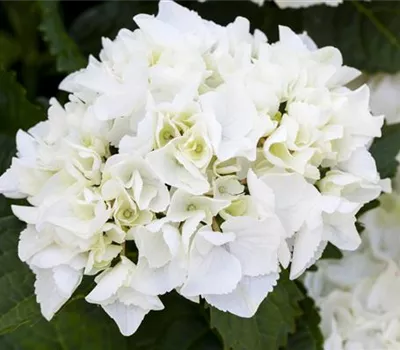 Hydrangea macrophylla, weiß Hydrangea macrophylla, weiß