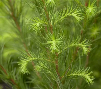 Larix decidua Larix decidua